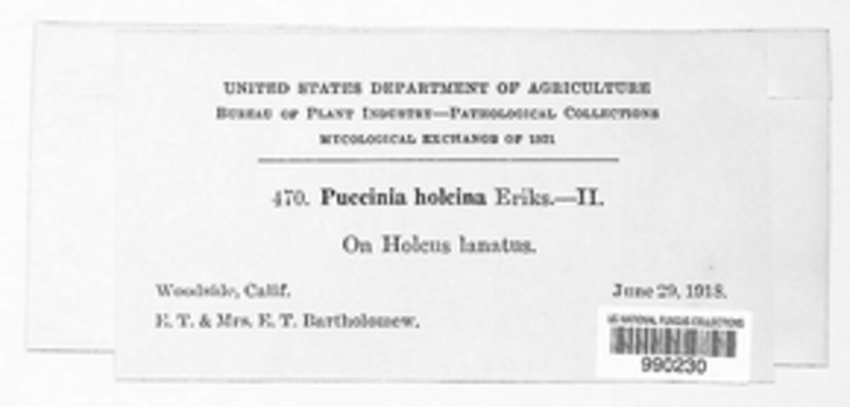 Puccinia holcina image